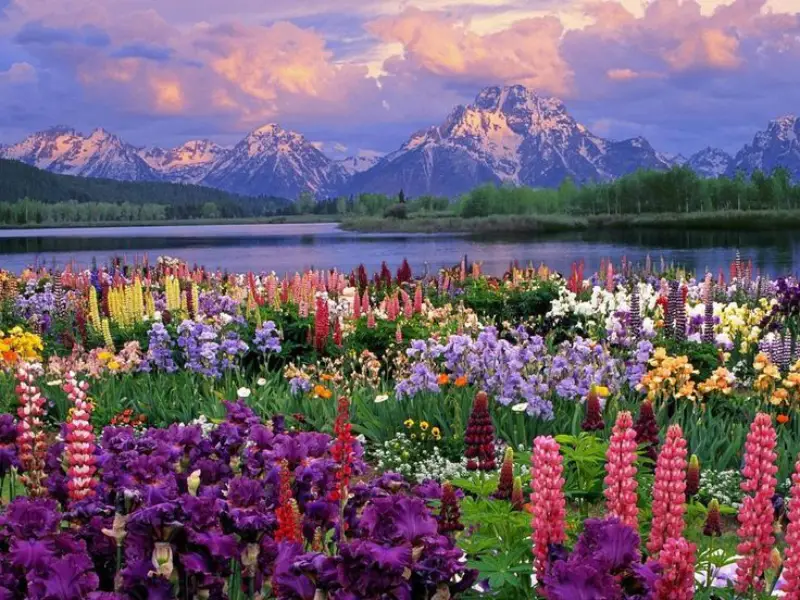 10. Valley of Flowers: A Paradise for Nature Lovers