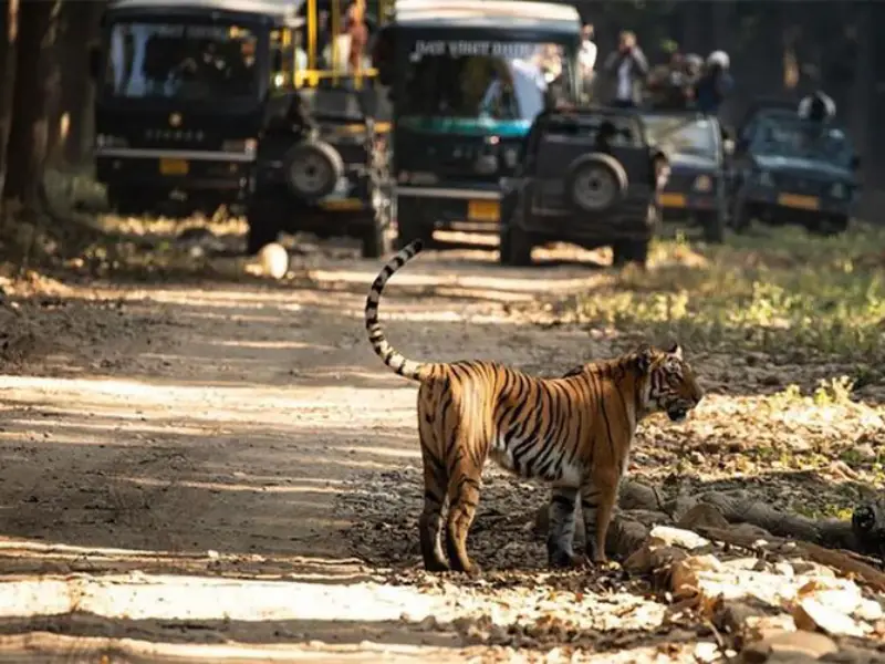 im Corbett National Park: A Wildlife Enthusiast's Paradise