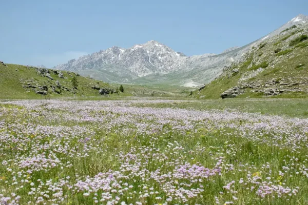 Valley of Flowers Trek – A Magical Blooming Wonderland! Valley of Flowers Trek with vibrant alpine blooms, lush green meadows