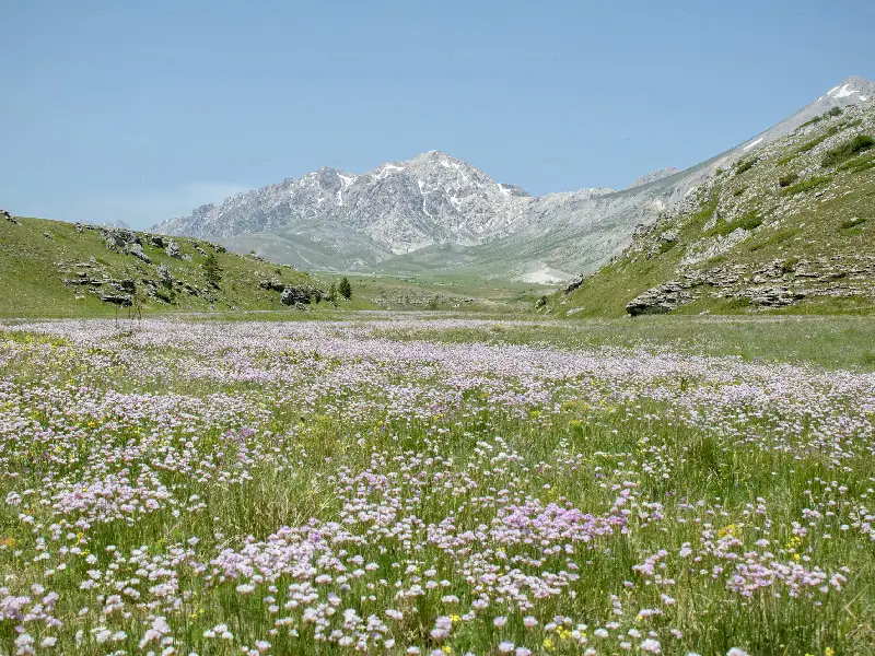 Valley of Flowers Trek with beautiful flowers and hills