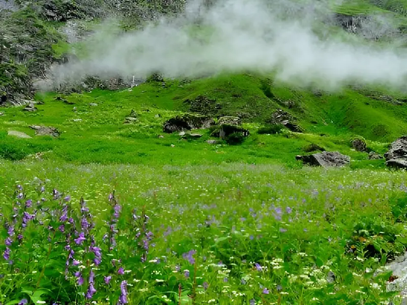 Colorful flowers and green meadows on Valley of Flowers Trek