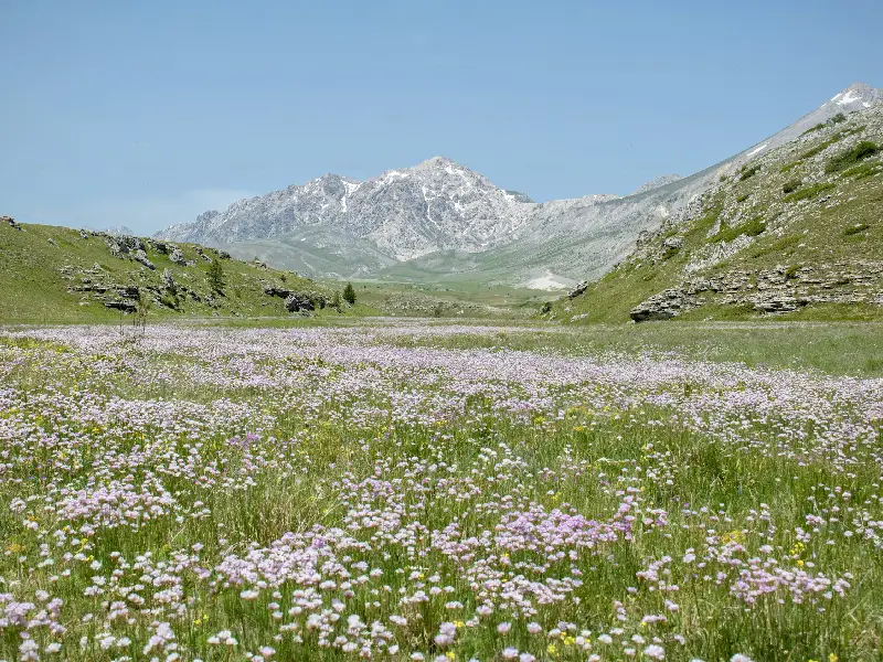 Valley of Flowers Trek